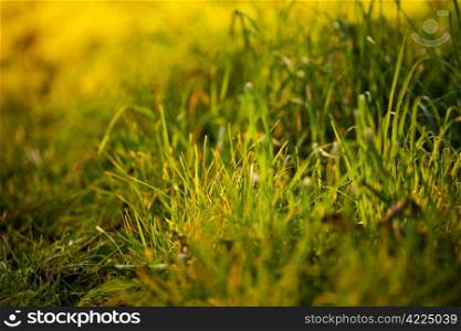 background of lush green grass in the light sun