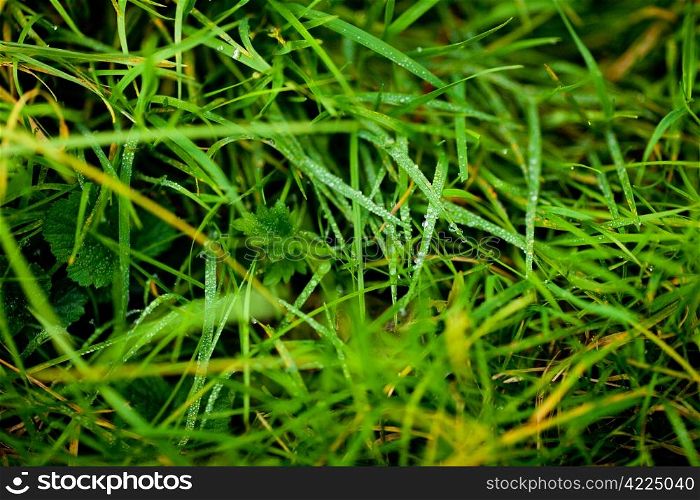 background of lush green grass with dew