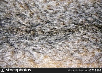 Background of lynx fur closeup