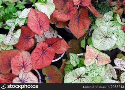 Background of many various colorful Caladium bicolor leaves are growing in home gardening area, top view