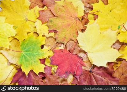 Background of multicolored autumn leaves