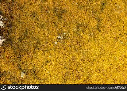 Background of natural stone rock wall covered with yellow lichen and moss. Background of stone covered with lichen moss