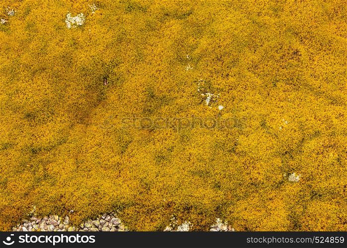 Background of natural stone rock wall covered with yellow lichen and moss. Background of stone covered with lichen moss