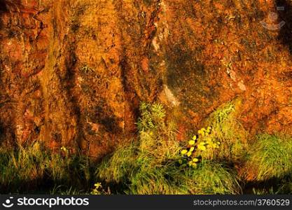 Background of natural wet orange stone wall texture rough rock surface and green grass