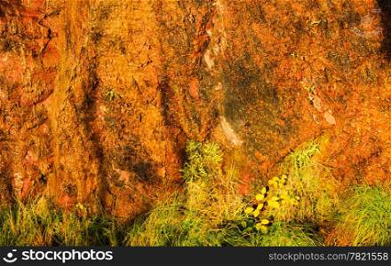 Background of natural wet orange stone wall texture rough rock surface and green grass
