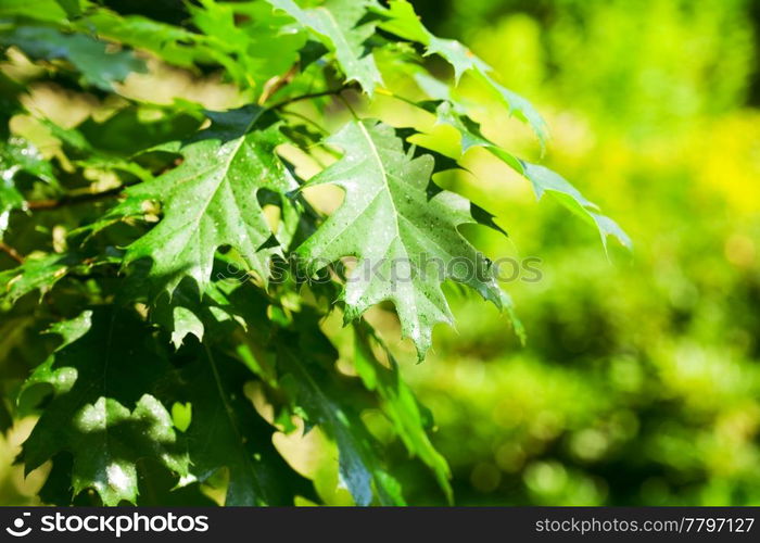 background of oak leaves