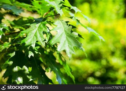 background of oak leaves