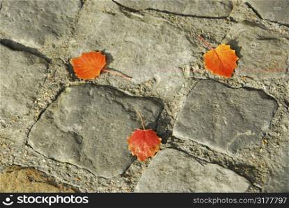 Background of old cobblestone pavement with autumn leaves