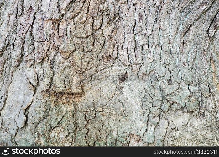 background of old tree bark in nature
