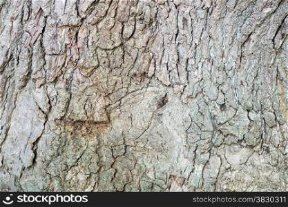 background of old tree bark in nature