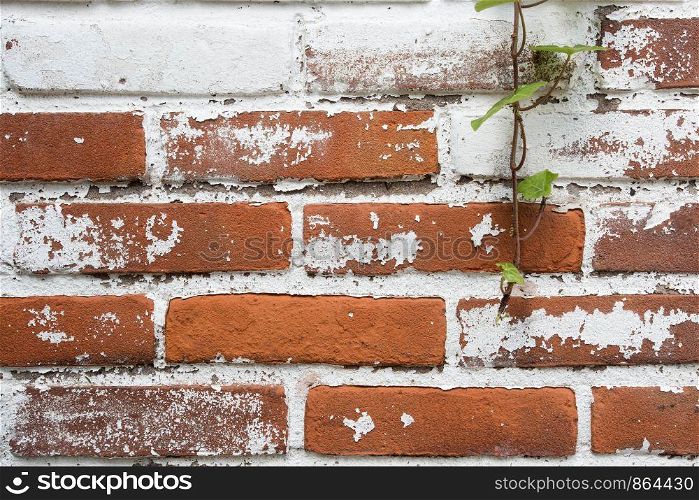 Background of old vintage dirty brick wall with peeling plaster, texture close-up. Background of old vintage dirty brick wall with peeling plaster, texture
