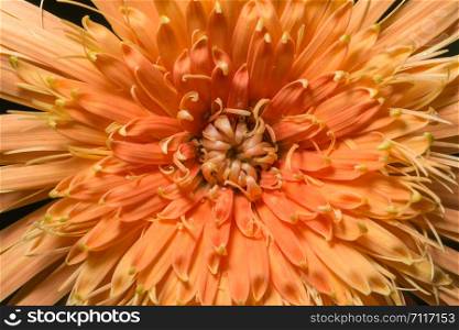 Background of orange flower macro