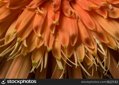 Background of orange flower macro