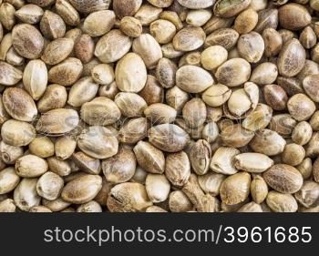 background of organic dried hemp seeds, life size macro