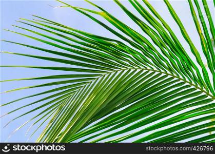 Background of palm leaves and blue sky.