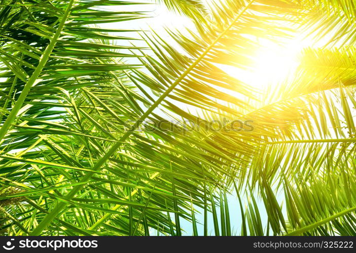 Background of palm leaves and sun on blue sky.