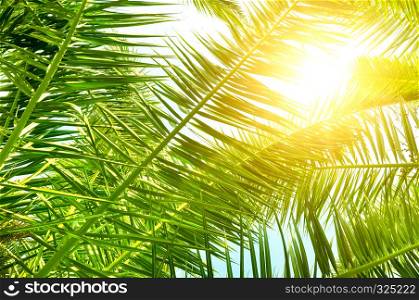 Background of palm leaves and sun on blue sky.
