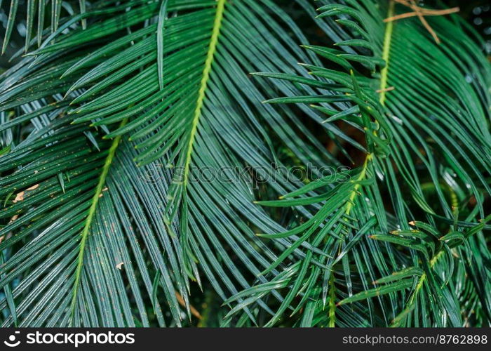 Background of palm leaves, close-up. Idea for wallpaper, background for text or advertising