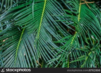 Background of palm leaves, close-up. Idea for wallpaper, background for text or advertising