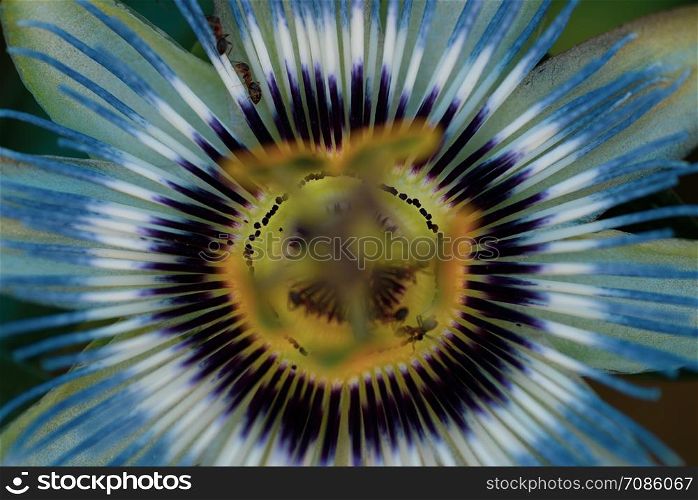 background of passionflower close up. beautiful flower of passiflora on natural background