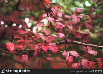 background of pear branches in the autumn