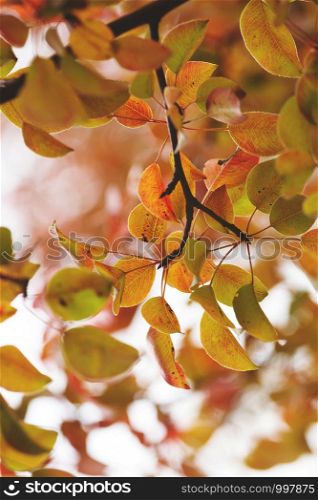 background of pear branches in the autumn