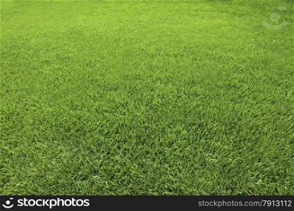 Background of Perfect Cut Green Grass