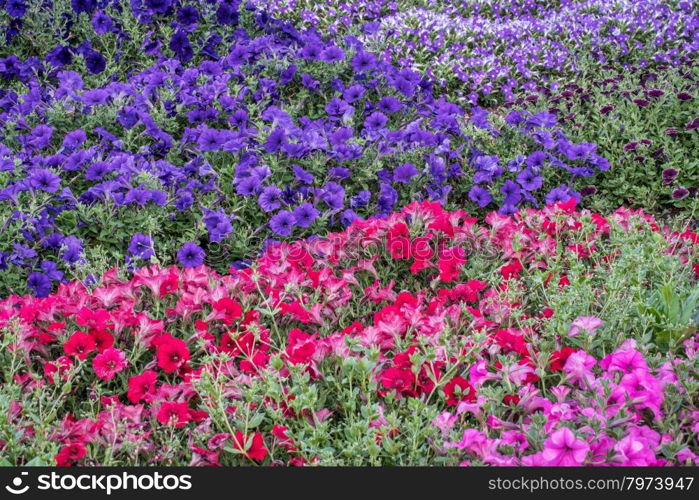 background of petunia flowers - different varieties in a garden