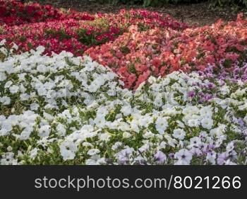background of petunia flowers - different white, red and pink varieties in a garden
