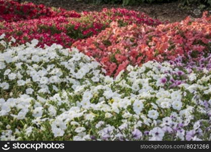 background of petunia flowers - different white, red and pink varieties in a garden