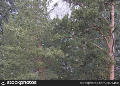 Background of pine forest branches 1288. Pine forest branches 1288