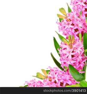 Background of pink hyacinths with space for text