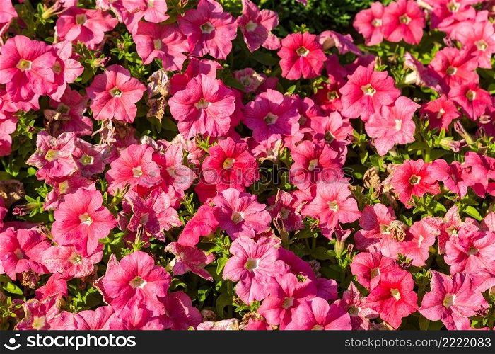 Background of pink petunia flowers in the garden in a summer day