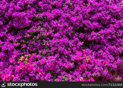 Background of purple bougainvillea flowers in a beautiful summer day