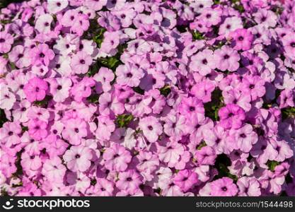 Background of purple petunia flowers in the garden in a summer day