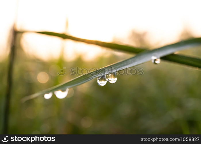 background of rice sprout on farm with drop