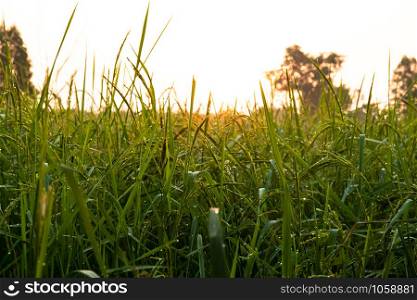 background of rice sprout on farm with drop