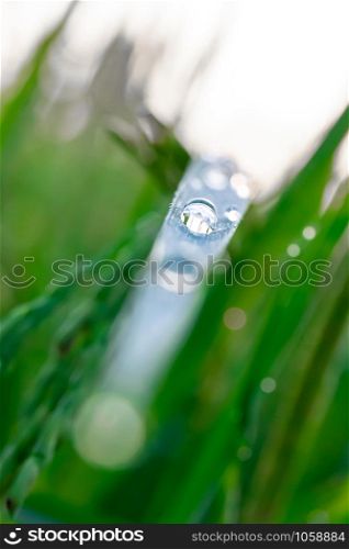 background of rice sprout on farm with drop