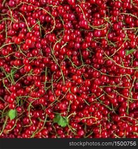 background of ripe juicy red currant berries. top view - horizontal photo.. background of ripe juicy red currant berries.
