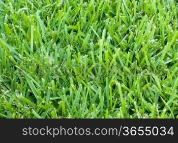 Background of saint augustine grass.