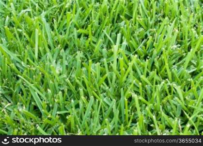 Background of saint augustine grass.
