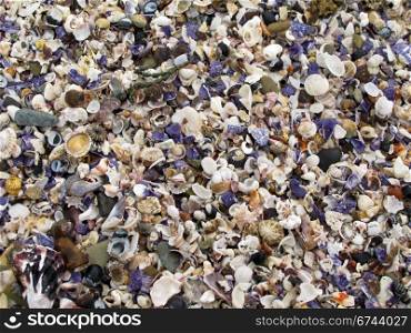 background of shells . background of a beach covered by shells in australia