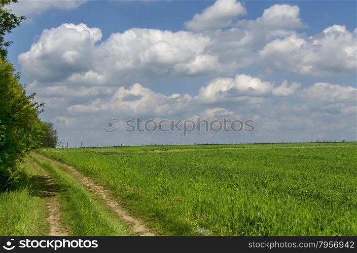 Background of sky, clouds and corn field with fallow, Ludogorie, Bulgaria