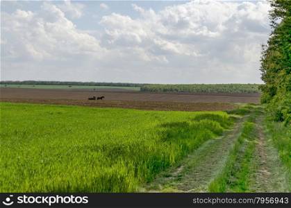 Background of sky, clouds and corn field with fallow, Ludogorie, Bulgaria