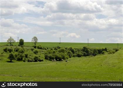 Background of sky, clouds and field with grass, trees, milch-cow, Zavet, Bulgaria