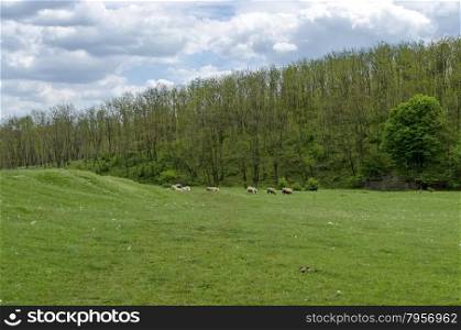 Background of sky, clouds, field, acacia forest and flock sheep, Ludogorie, Bulgaria