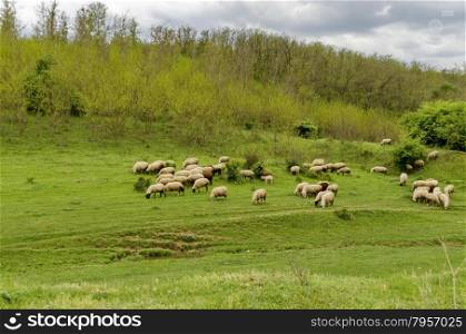 Background of sky, clouds, field, acacia forest and flock sheep, Ludogorie, Bulgaria