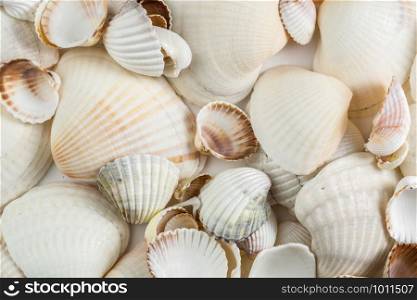 background of small shells beige shades on a white background.