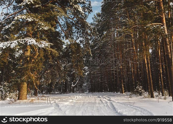 background of snow-covered forest. beautiful pine forest in winter.. beautiful pine forest in winter. background of snow-covered forest