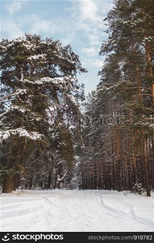 background of snow-covered forest. beautiful pine forest in winter.. beautiful pine forest in winter. background of snow-covered forest